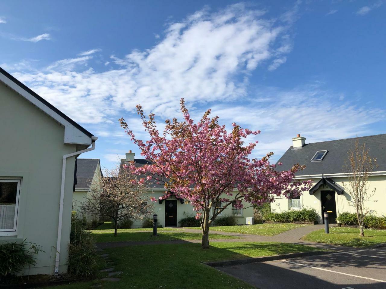 Dingle Centre Townhouse An Capall Dubh Ντίνγκλε Εξωτερικό φωτογραφία